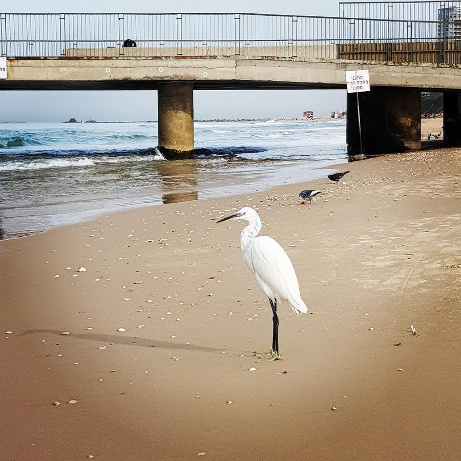 Sweet Home On The Beach تل أبيب المظهر الخارجي الصورة